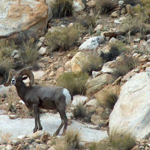 Meet your Posher, Curtis